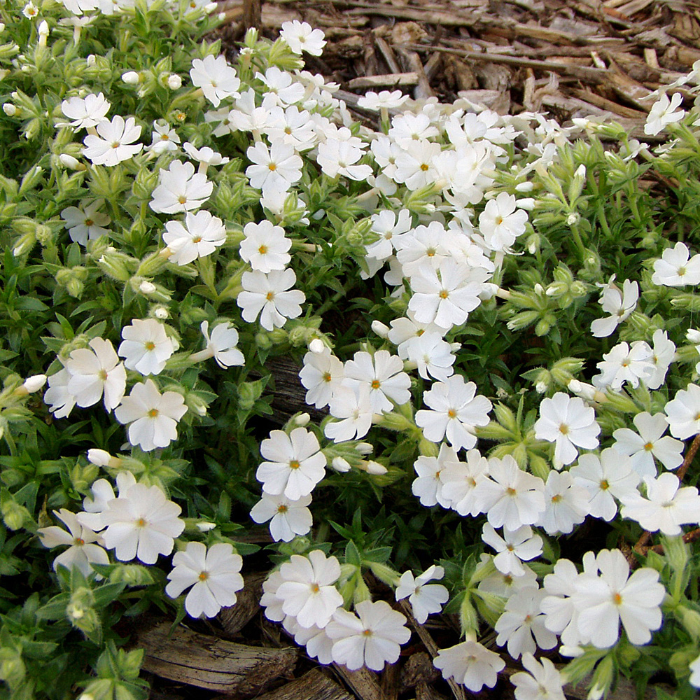 Phlox subulata 'Maischnee'